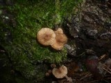 Gymnopus kauffmanii image