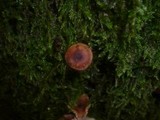 Gymnopus kauffmanii image