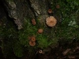 Gymnopus kauffmanii image