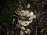 Gymnopus kauffmanii image