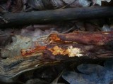 Phanerochaete sanguinea image