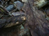 Phanerochaete sanguinea image
