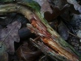 Phanerochaete sanguinea image