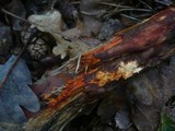 Phanerochaete sanguinea image