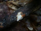 Phanerochaete sanguinea image
