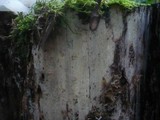 Resinicium furfuraceum image