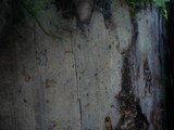 Resinicium furfuraceum image