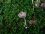 Rhodocybe caelata image