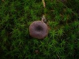 Rhodocybe caelata image