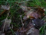 Rhodocybe caelata image