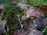 Rhodocybe caelata image