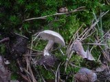 Rhodocybe caelata image