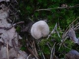 Rhodocybe caelata image
