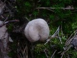 Rhodocybe caelata image