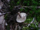 Rhodocybe caelata image