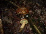 Boletus badius image