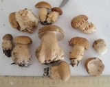 Boletus variipes image