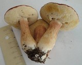 Xanthoconium purpureum image