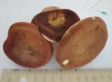Xanthoconium purpureum image