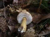 Tylopilus felleus image