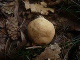 Tylopilus felleus image
