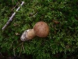 Tylopilus felleus image
