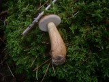Tylopilus felleus image