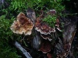 Stereum gausapatum image