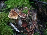 Stereum gausapatum image