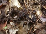 Lanzia echinophila image
