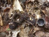 Lanzia echinophila image