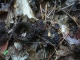 Lanzia echinophila image