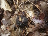 Lanzia echinophila image
