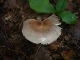 Russula grisea image