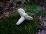 Russula heterophylla image