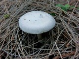 Amanita marmorata image