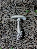 Amanita marmorata image