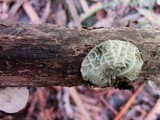 Image of Campanella eberhardtii