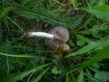 Stropharia coronilla image