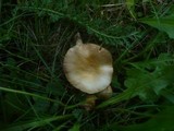 Stropharia coronilla image