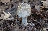 Amanita canescens image
