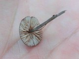 Entoloma placidum image