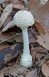 Amanita multisquamosa image