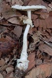 Amanita multisquamosa image