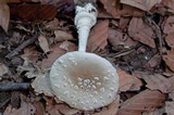 Amanita multisquamosa image