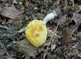 Amanita flavorubens image