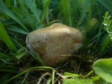 Lycoperdon pratense image