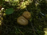 Lycoperdon pratense image