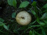 Lycoperdon pratense image