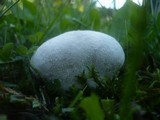 Lycoperdon pratense image